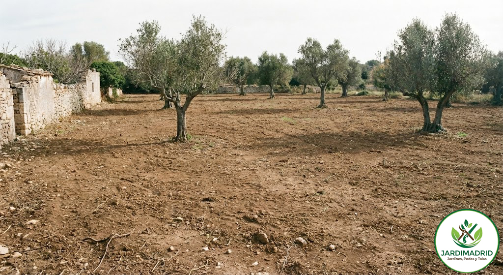 Terreno en Galapagar desbrozado